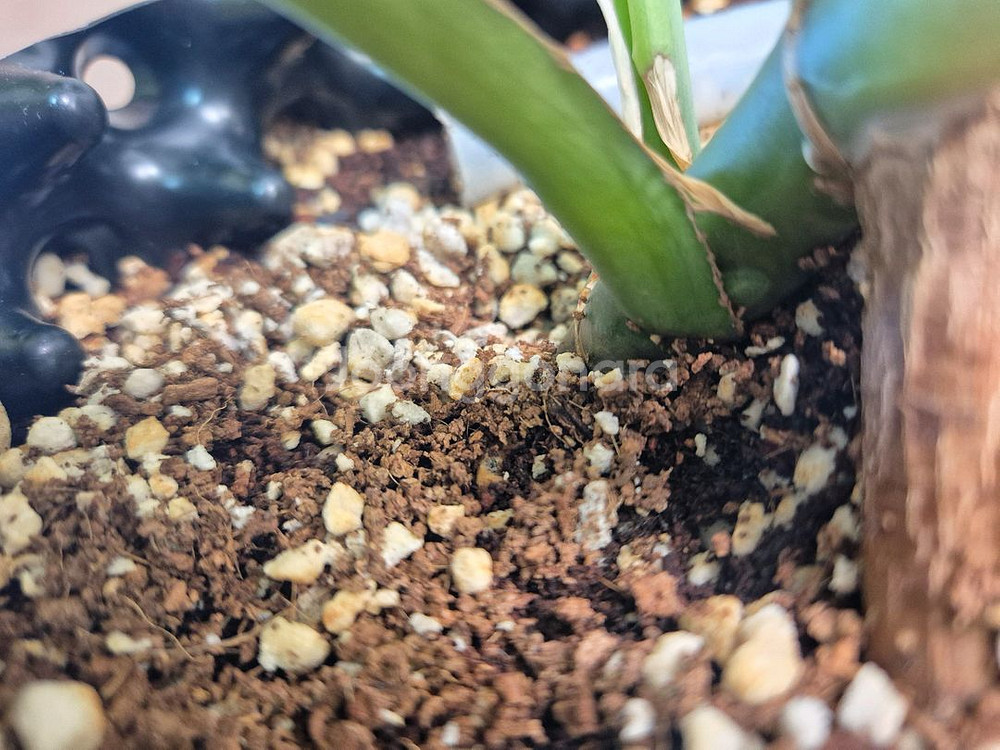 몬스테라 보르시지아나 민트 바리에가타--1