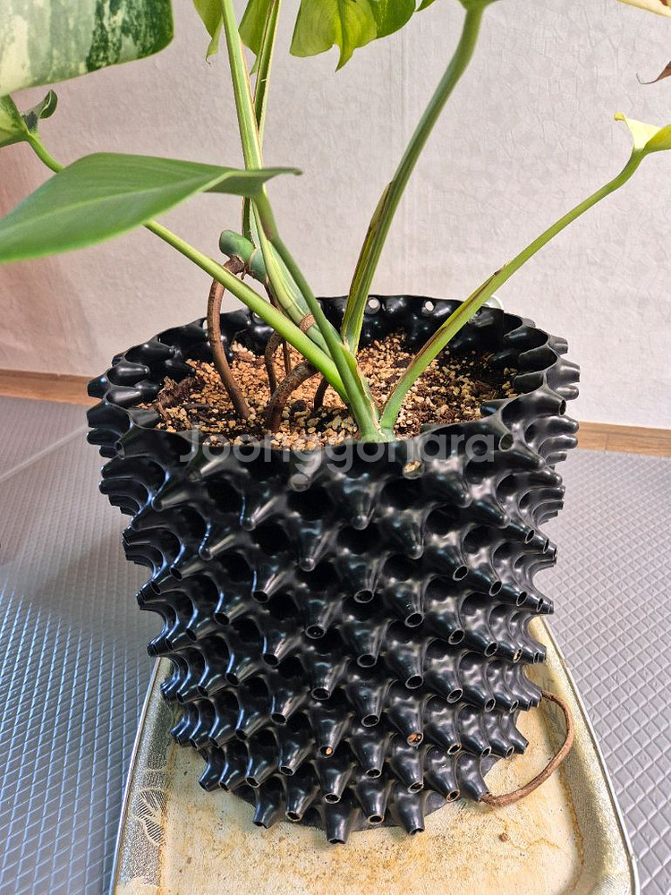 몬스테라 보르시지아나 민트 바리에가타--3