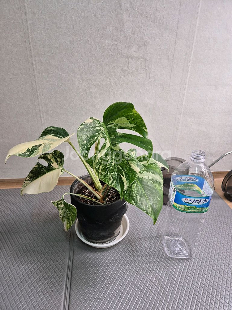 몬스테라 보르시지아나 알보 바리에가타--0