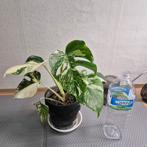 몬스테라 보르시지아나 알보 바리에가타