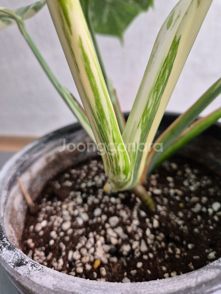 몬스테라 보르시지아나 알보 바리에가타--3