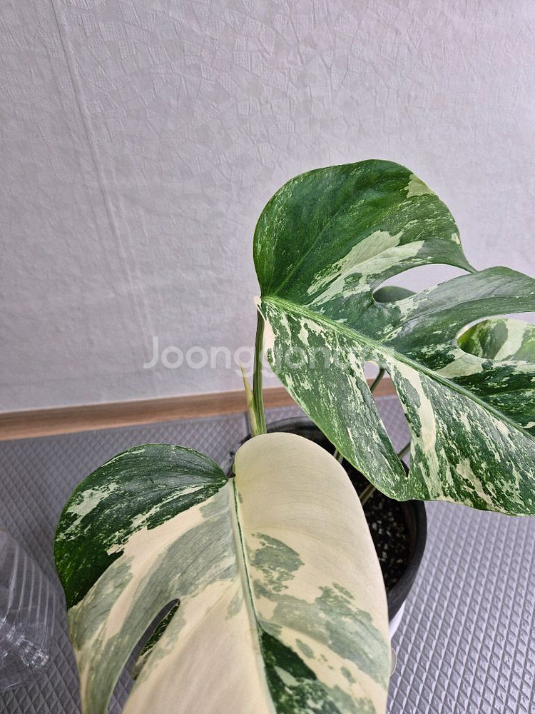 몬스테라 보르시지아나 알보 바리에가타--1