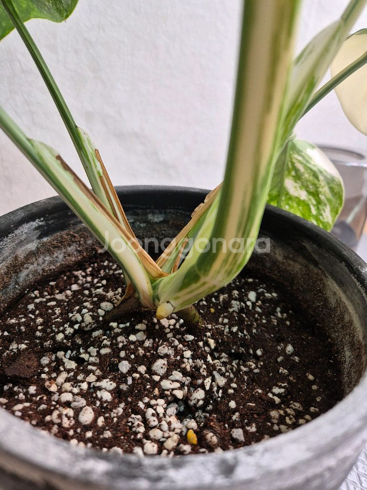 몬스테라 보르시지아나 알보 바리에가타--2