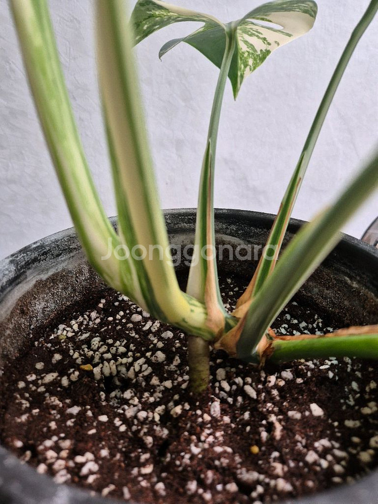 몬스테라 보르시지아나 알보 바리에가타--4