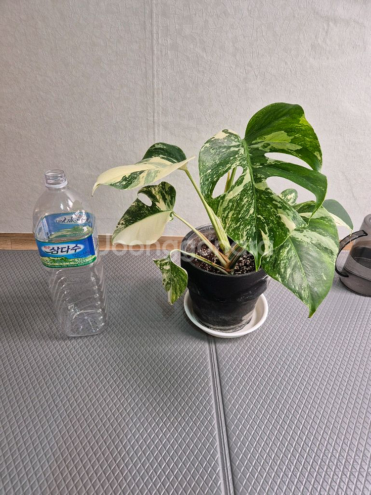 몬스테라 보르시지아나 알보 바리에가타--5