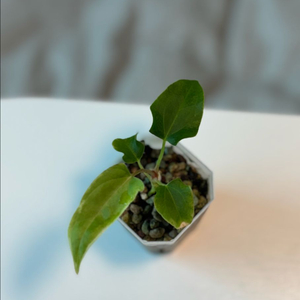 안스리움 랄프라이넘(rl) 드웨인