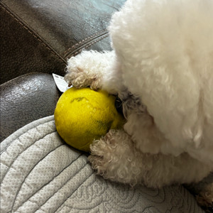 LG U+ 유플러스 데이터 2기가 판매