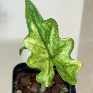 알로카시아 미스틱 바리에가타