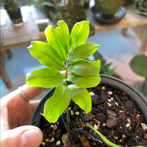 대왕사자고사리, 사자대왕고사리