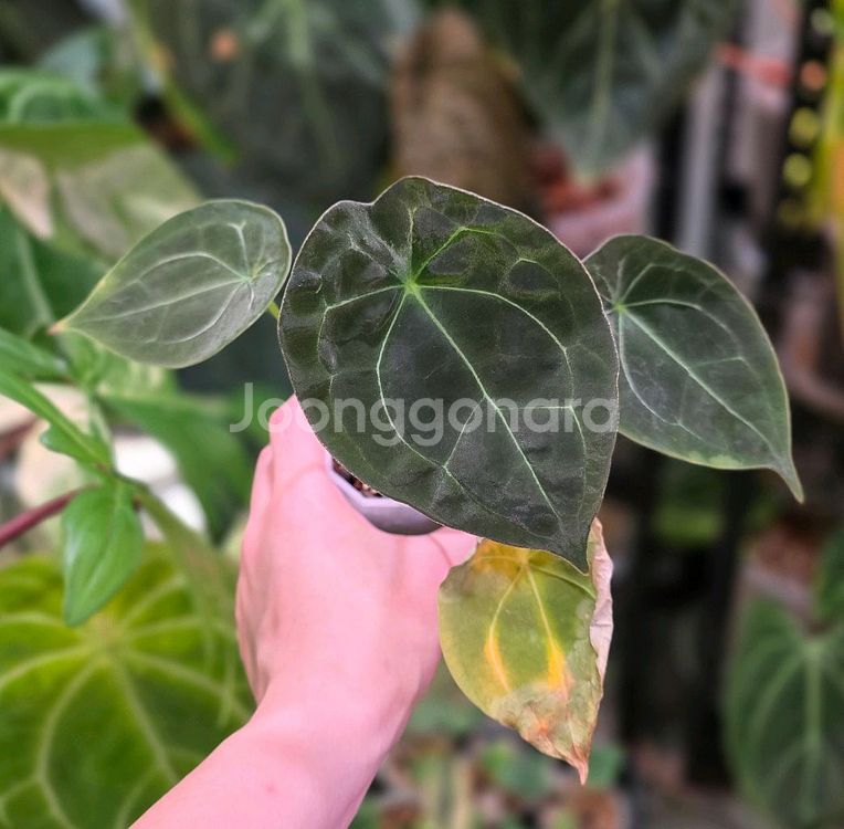 안스리움 포게티(dark) x 파필 퍼플 하이브리드--0