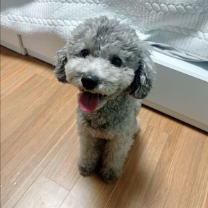 스마트폰 파손폰 정상폰 최고가매입 이미지