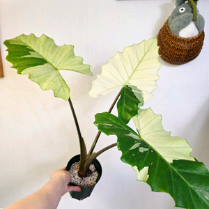 알로카시아 포토도라 바리에가타(사진수정)