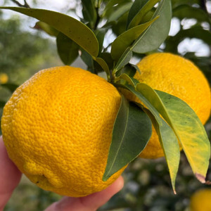 고흥 유.ㅈㅏ 직송 판매