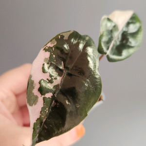 알로카시아 찬트리에 핑크 바리에가타