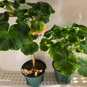 1.제라늄 중대품 택포