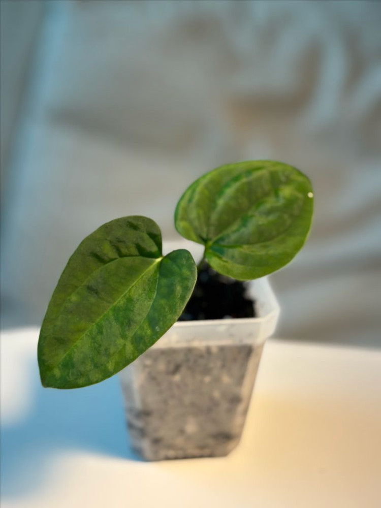 안스리움 aosx(fsrlxfs)--2