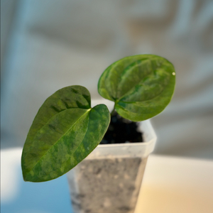 안스리움 aosx(fsrlxfs)