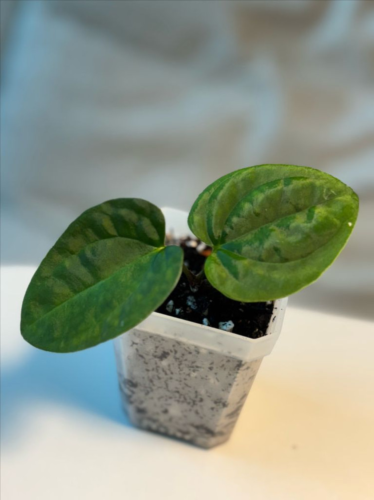 안스리움 aosx(fsrlxfs)--3