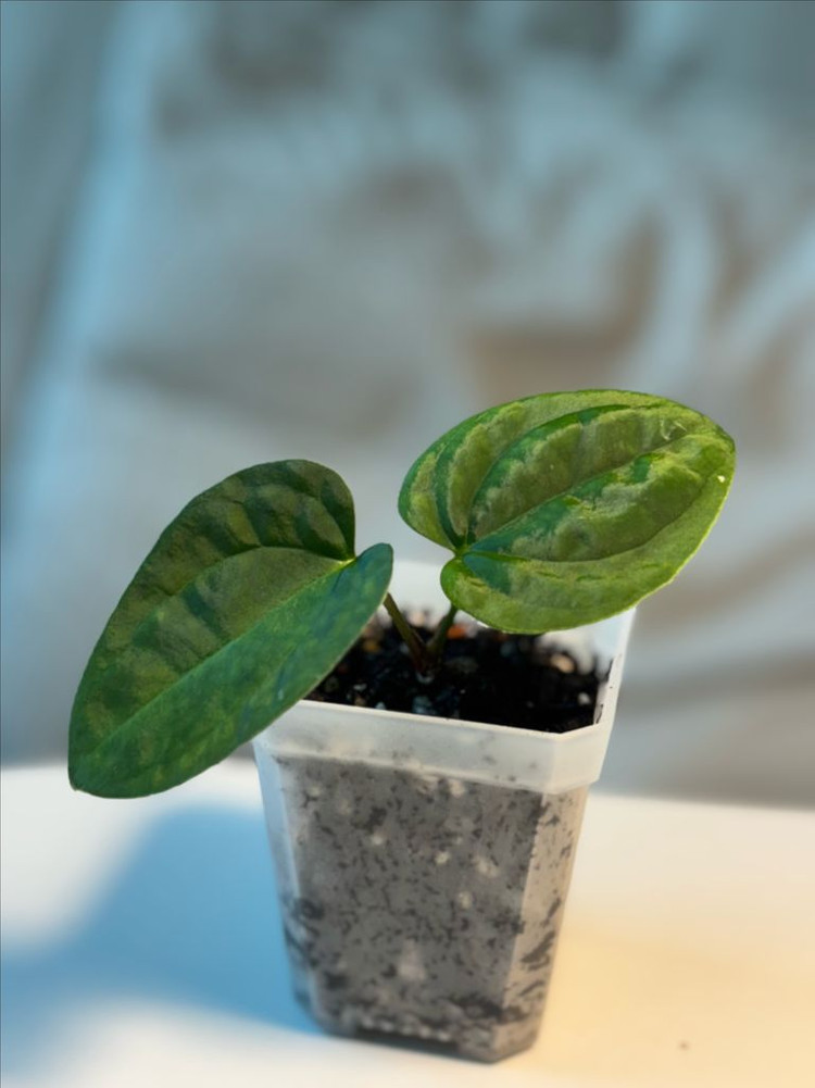 안스리움 aosx(fsrlxfs)--4