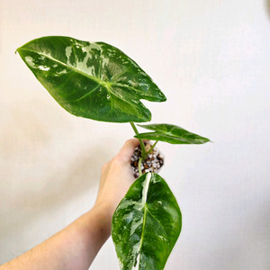 알로카시아 롱기로바 화이트 바리에가타