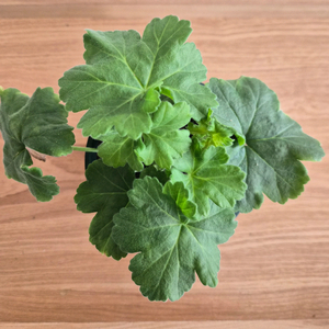 제라늄 분양 택포