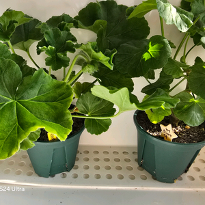 2. 제라늄 중대품 택포