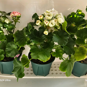 3.제라늄 중대품 택포