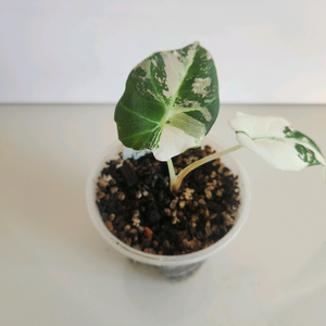 알로카시아 블랙벨벳 핑크 바리에가타