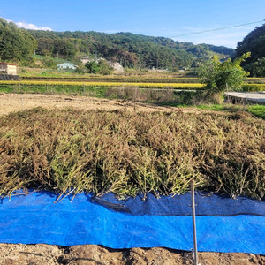 햇들기름1.5리터(국산)