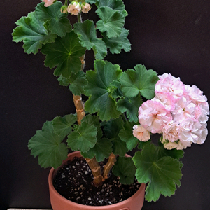 한국제라늄--yuz아마빌리스 대품