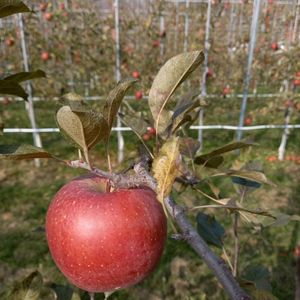 부사 사과(정선 임계) 가정용(흠과) 5~6kg