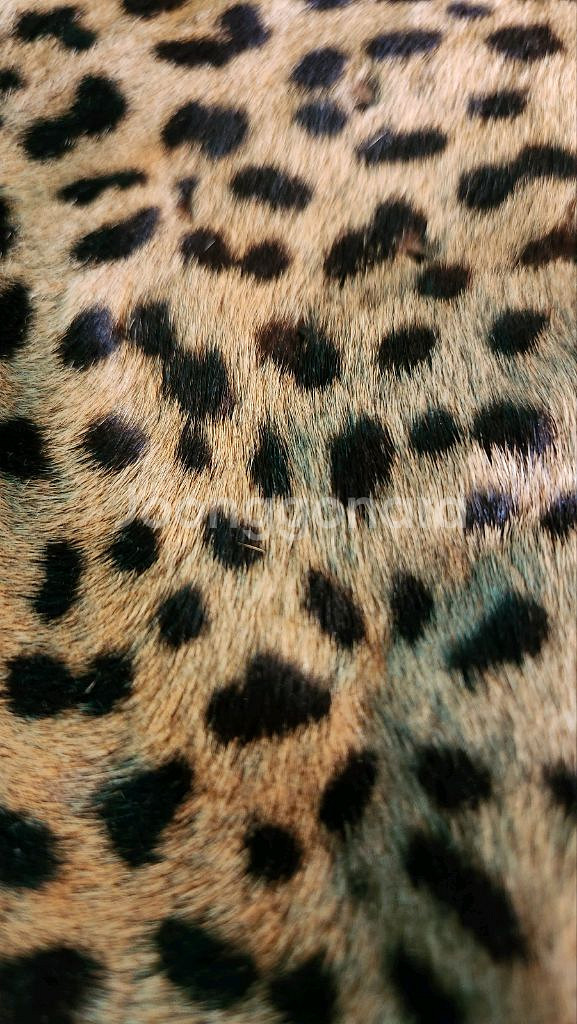 표범털가죽 장식 팝니다.--1