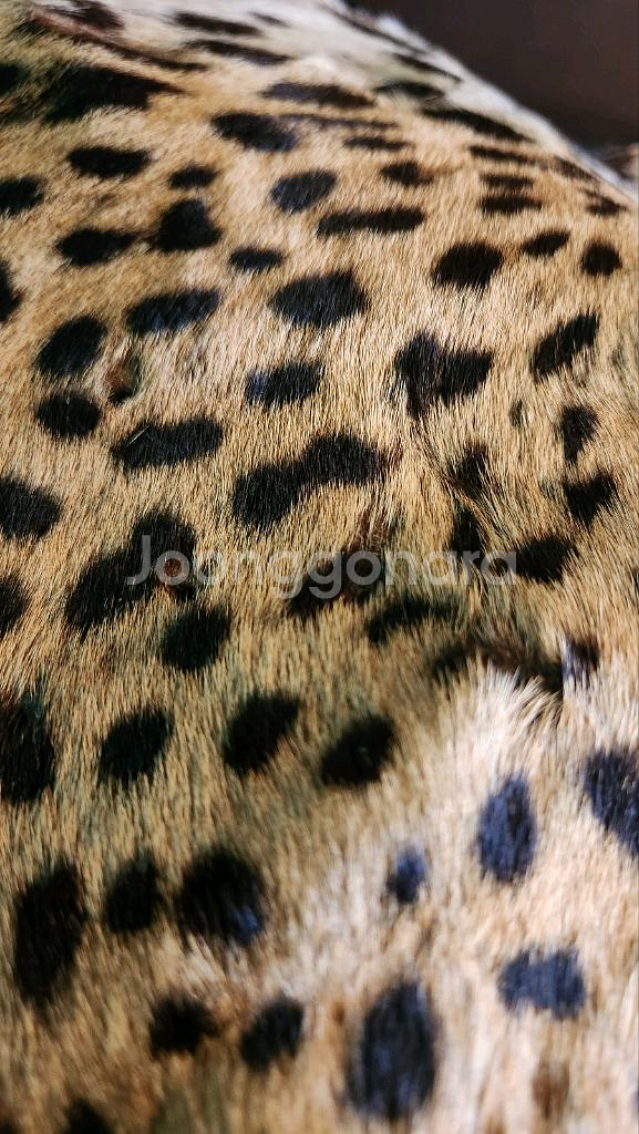 표범털가죽 장식 팝니다.--6