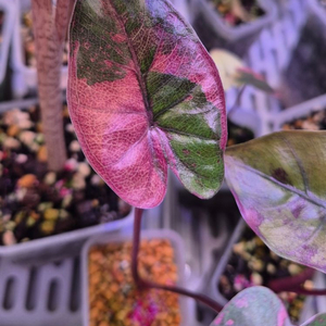 알로카시아 유카탄프린세스 핑크 바리에가타