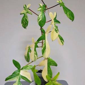 플로리다뷰티 바리에기타 이미지