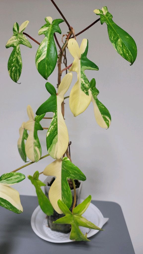 플로리다뷰티 바리에기타 이미지