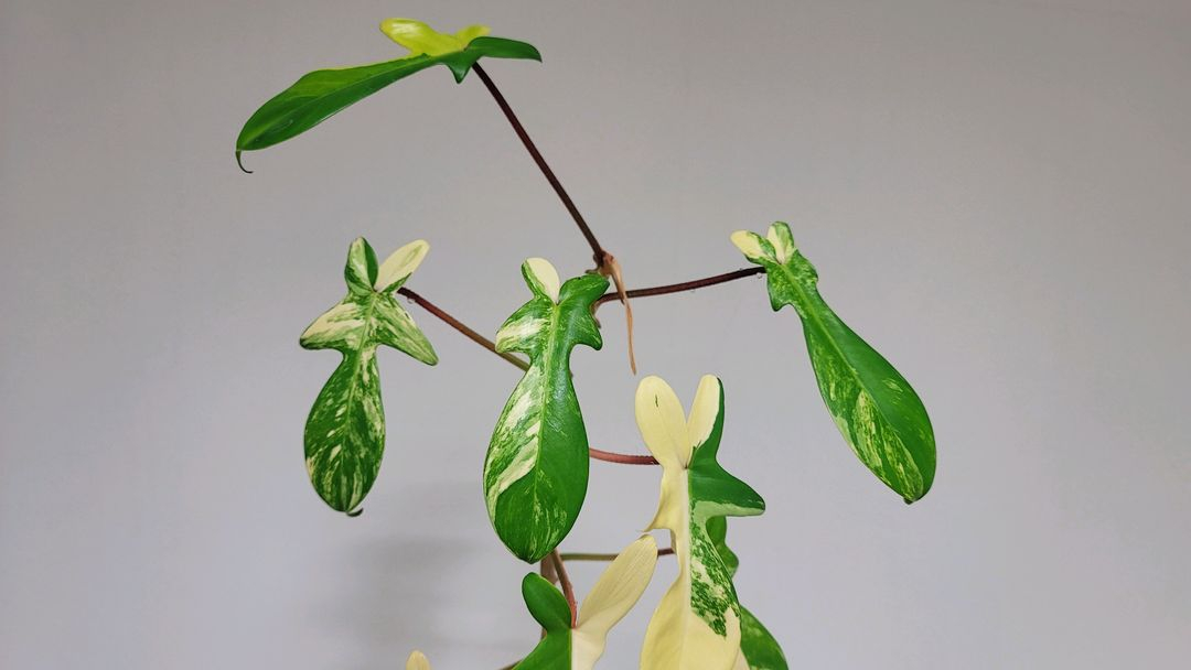 플로리다뷰티 바리에기타 이미지