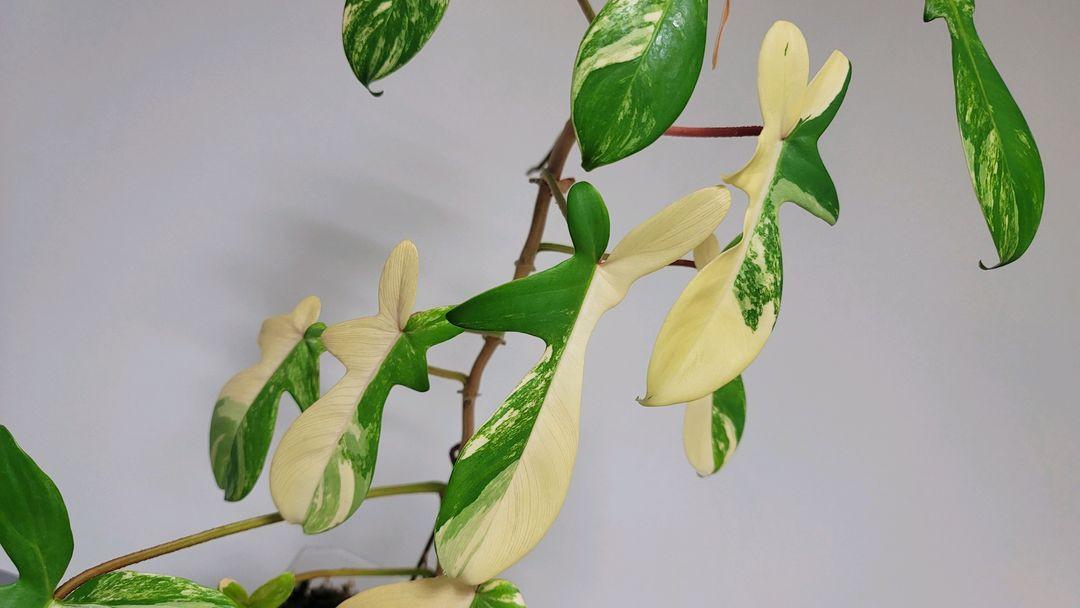 플로리다뷰티 바리에기타 이미지