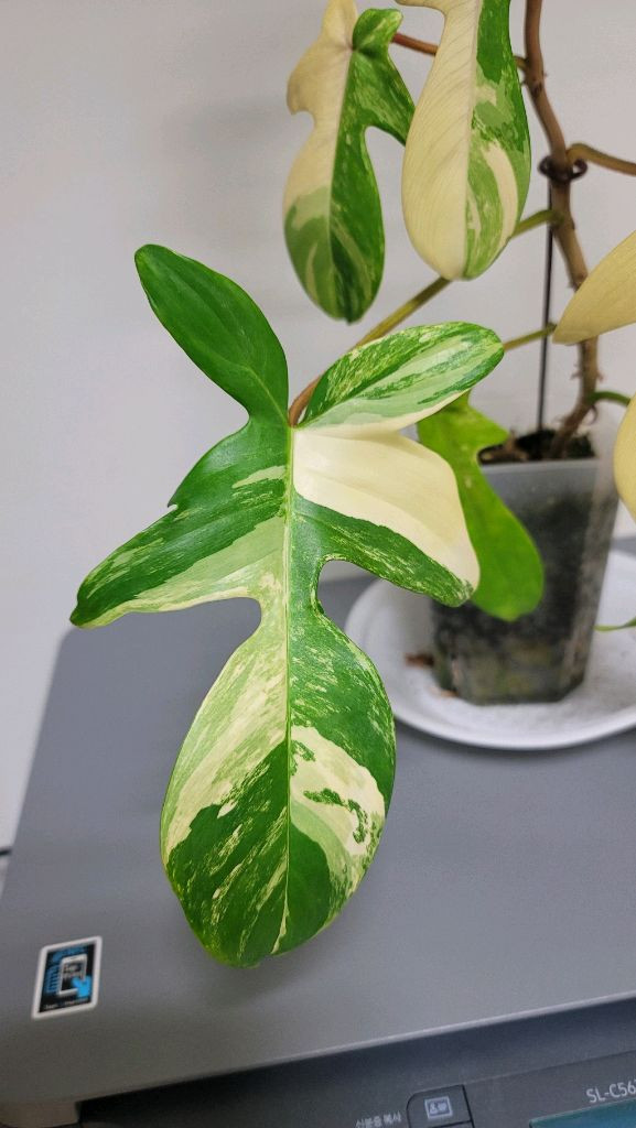 플로리다뷰티 바리에기타 이미지