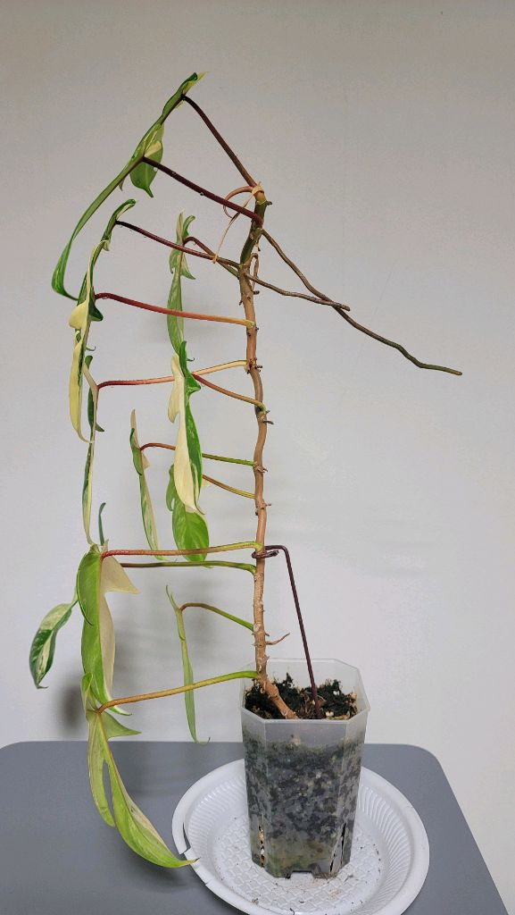 플로리다뷰티 바리에기타 이미지