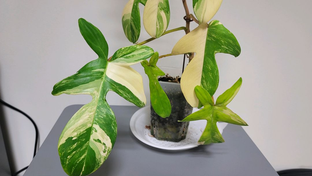 플로리다뷰티 바리에기타 이미지