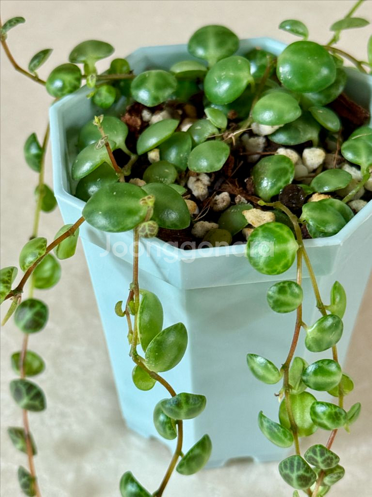 거북이 페페 (페페로미아 프로스트라타)--1