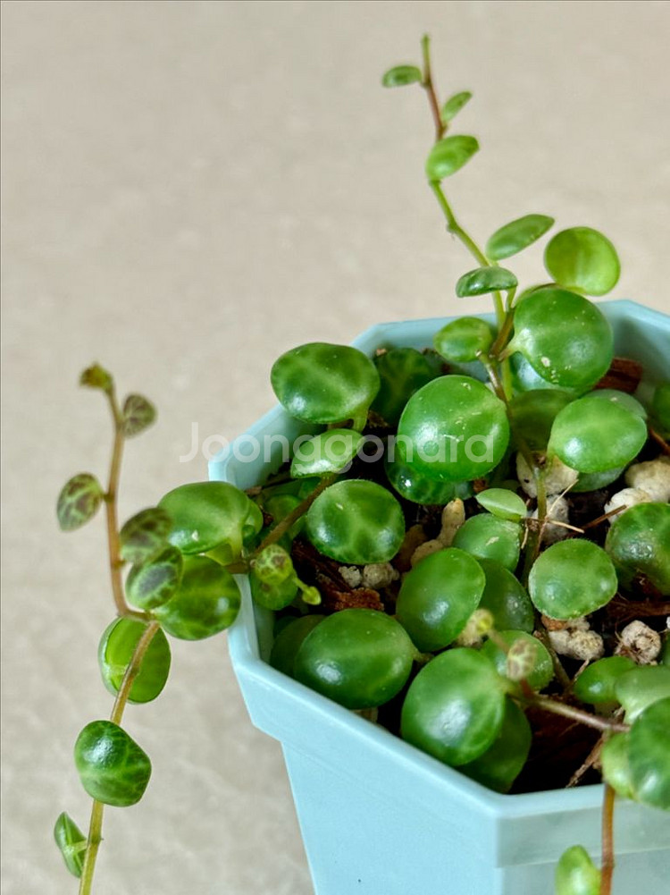 거북이 페페 (페페로미아 프로스트라타)--2