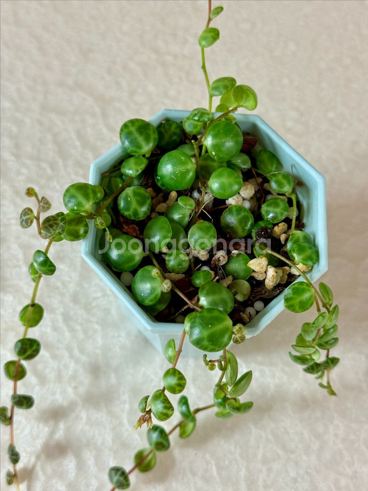 거북이 페페 (페페로미아 프로스트라타)--4