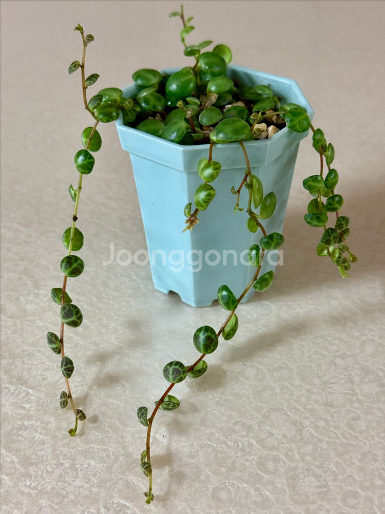 거북이 페페 (페페로미아 프로스트라타)--5