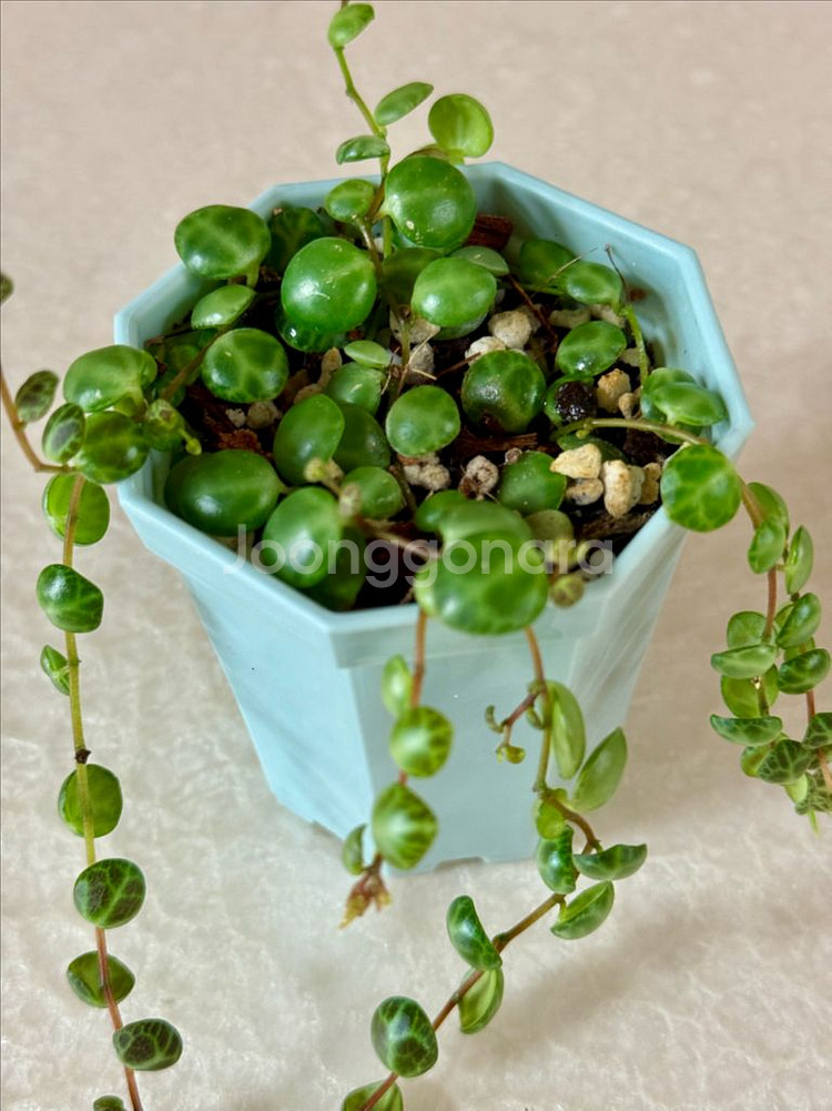 거북이 페페 (페페로미아 프로스트라타)--6