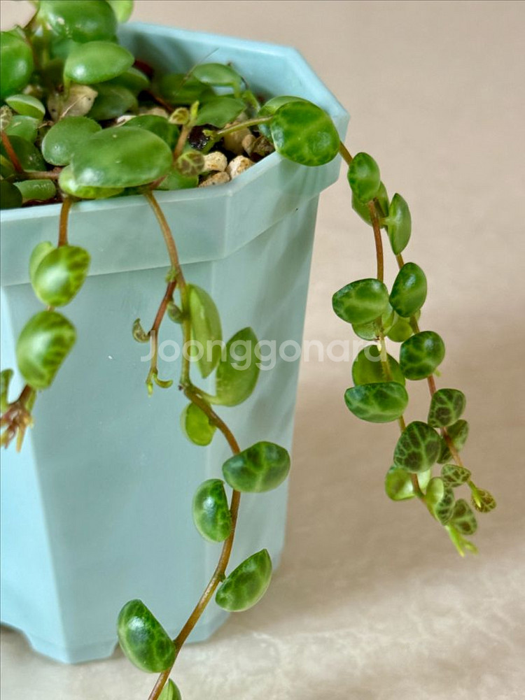 거북이 페페 (페페로미아 프로스트라타)--3