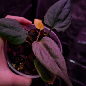 안스리움 nse 포르틸레