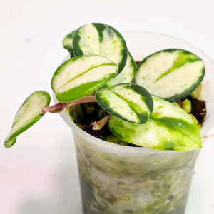 호야 마틸드 바리에가타