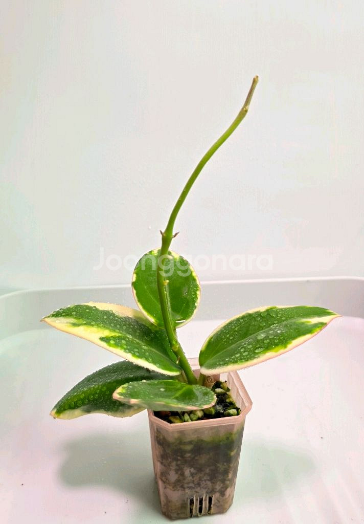 호야 파리알보--0